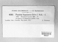 Puccinia argentata image